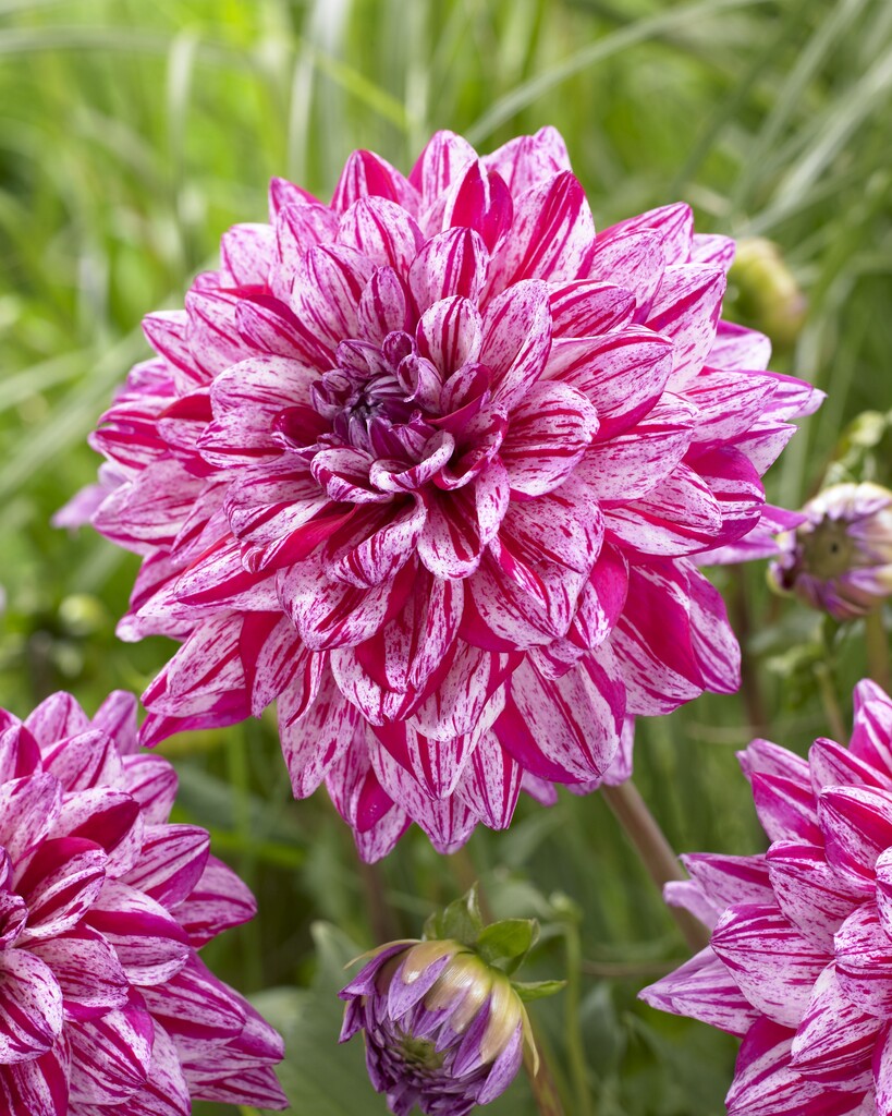 Dahlia Dekorativ Santander 1-pakning NYHET